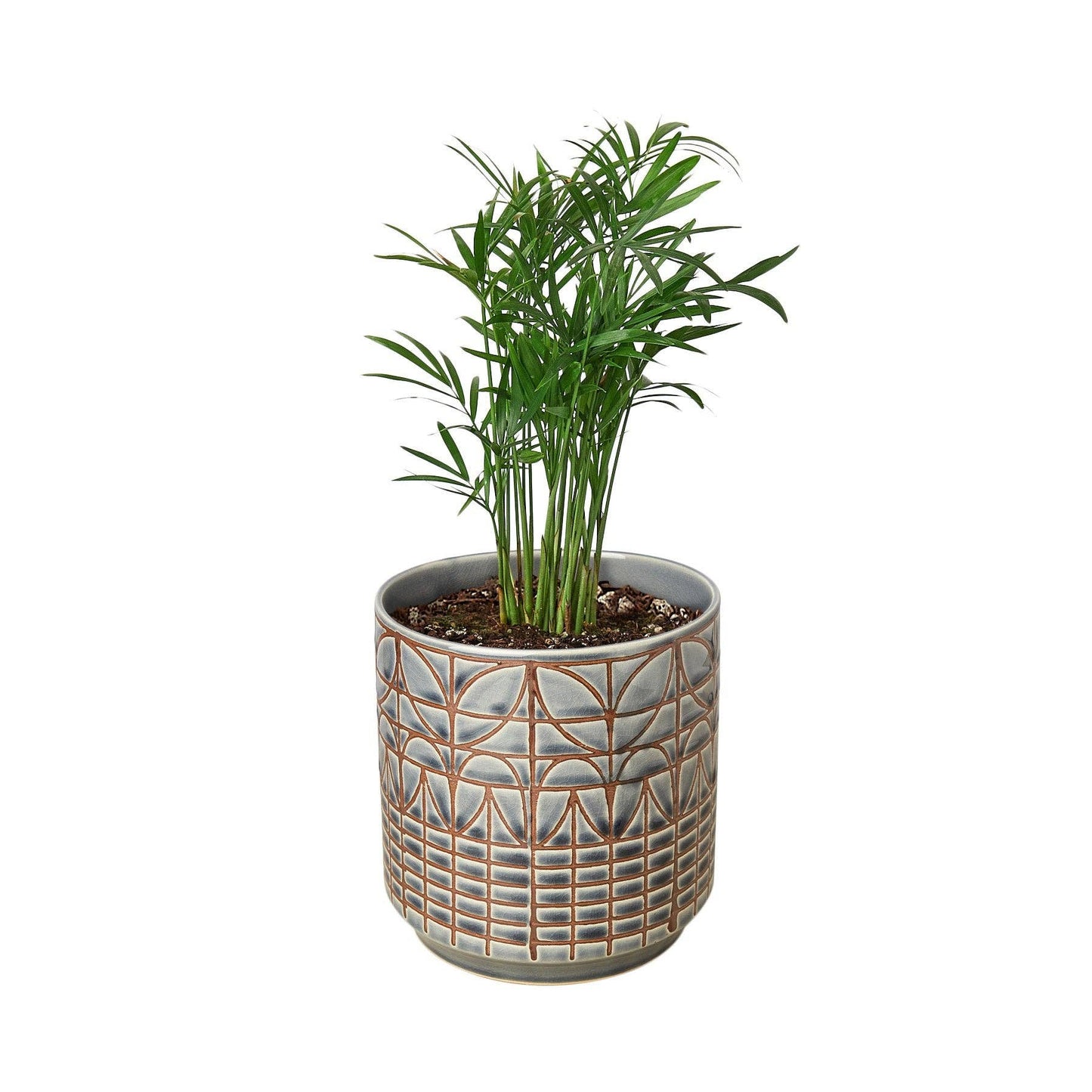Parlor Palm: Nursery Pot / 6" Pot