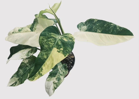 Philodendron Domesticum Variegated Live Plant