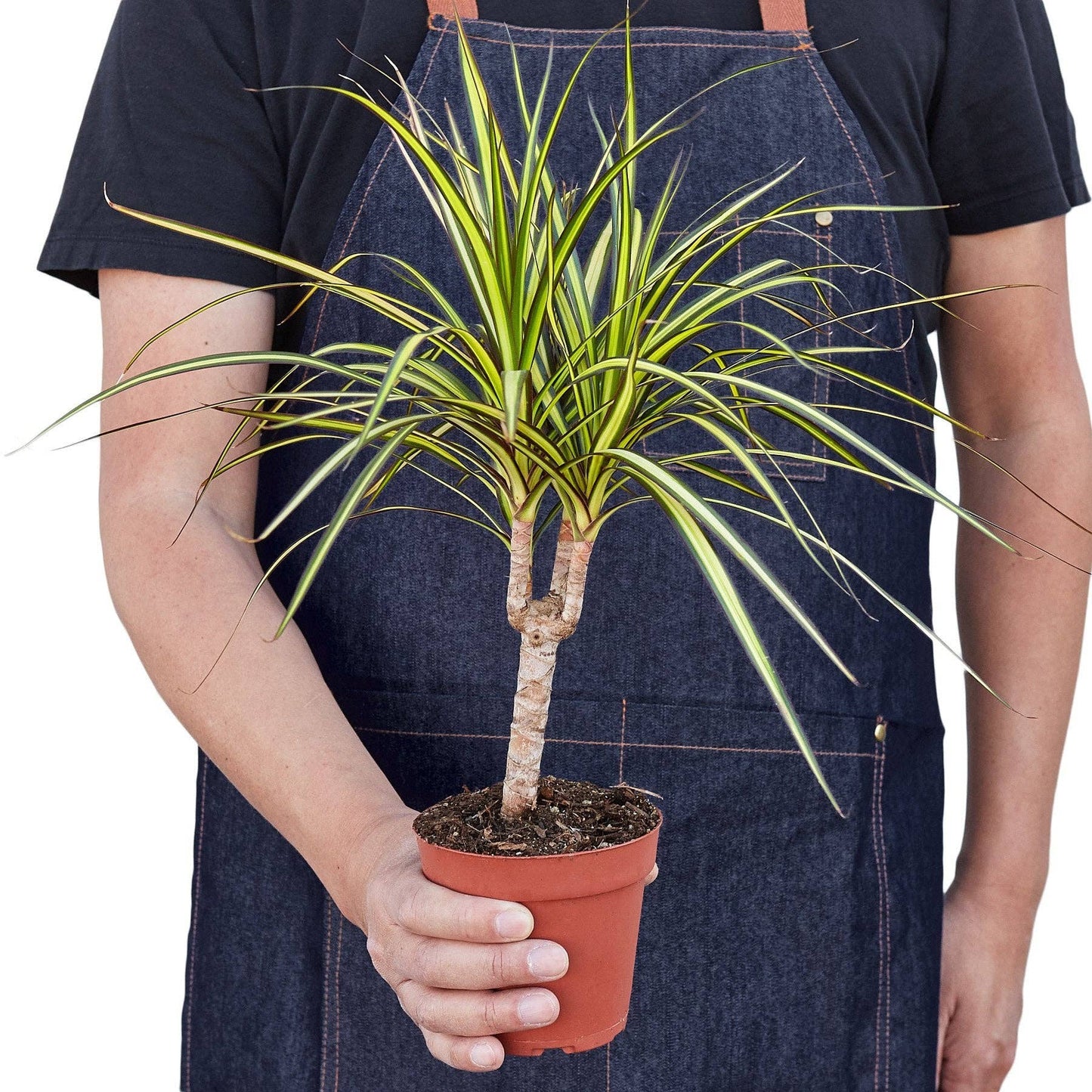Dracaena Marginata 'Sunshine': 4" Pot