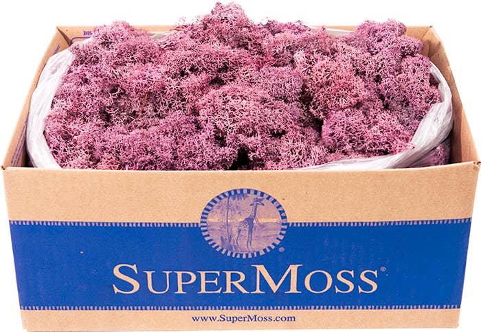 Reindeer Moss Preserved 3lb Bulk Box: Apple
