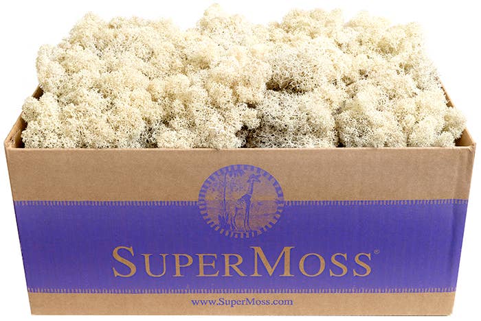 Reindeer Moss Preserved 3lb Bulk Box: Apple