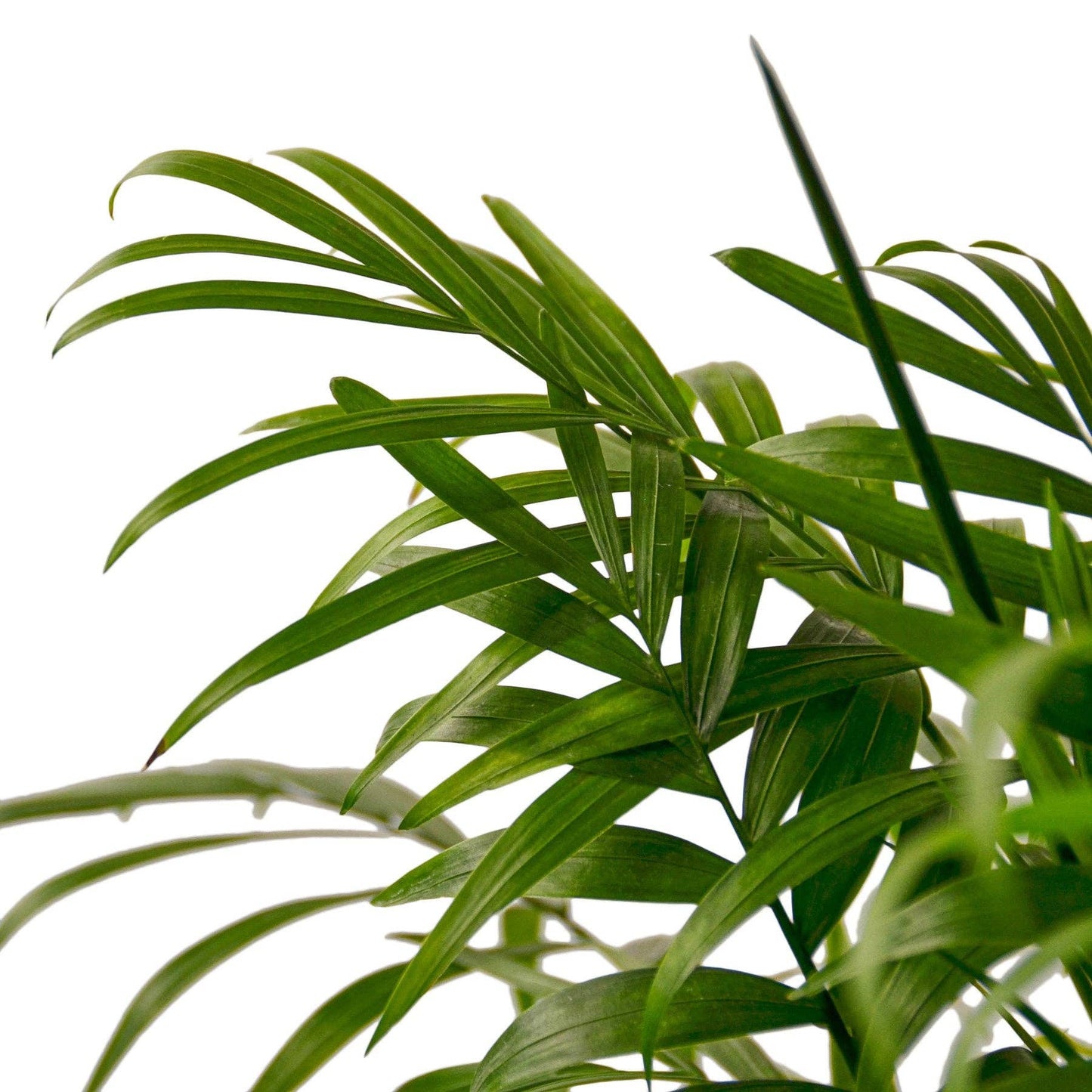 Parlor Palm: Nursery Pot / 6" Pot