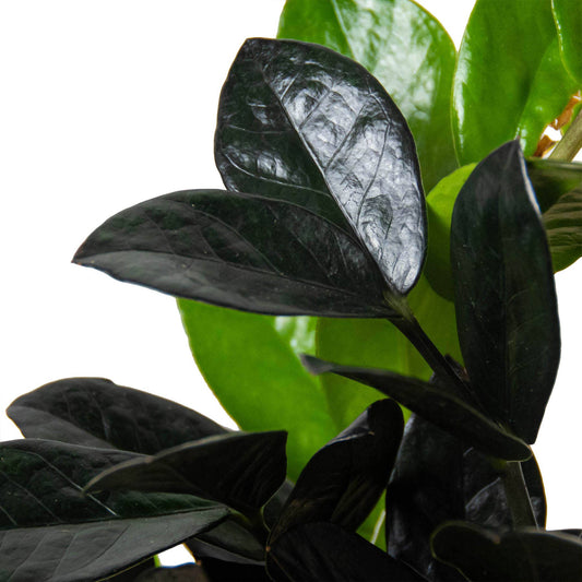 ZZ Zamioculcas 'Black Queen/Black Raven' - 6" Pot