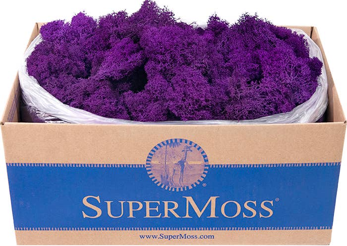 Reindeer Moss Preserved 3lb Bulk Box: Apple