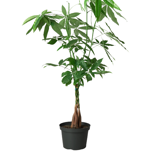 Money Tree 'Guiana Chestnut' Pachira Braid: 4" Pot