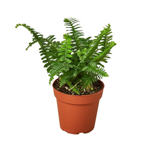 Jester's Crown Fern: 6" Pot