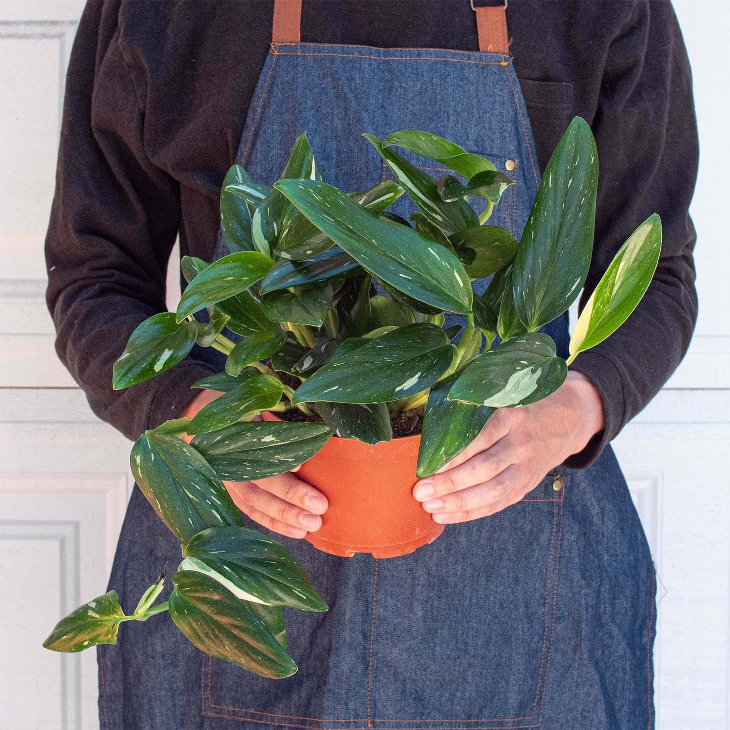 Monstera 'Standeleyana Albo Variegated': 4" Pot