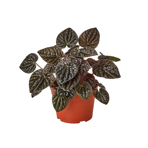 Peperomia 'Ripple Red': 4" Pot