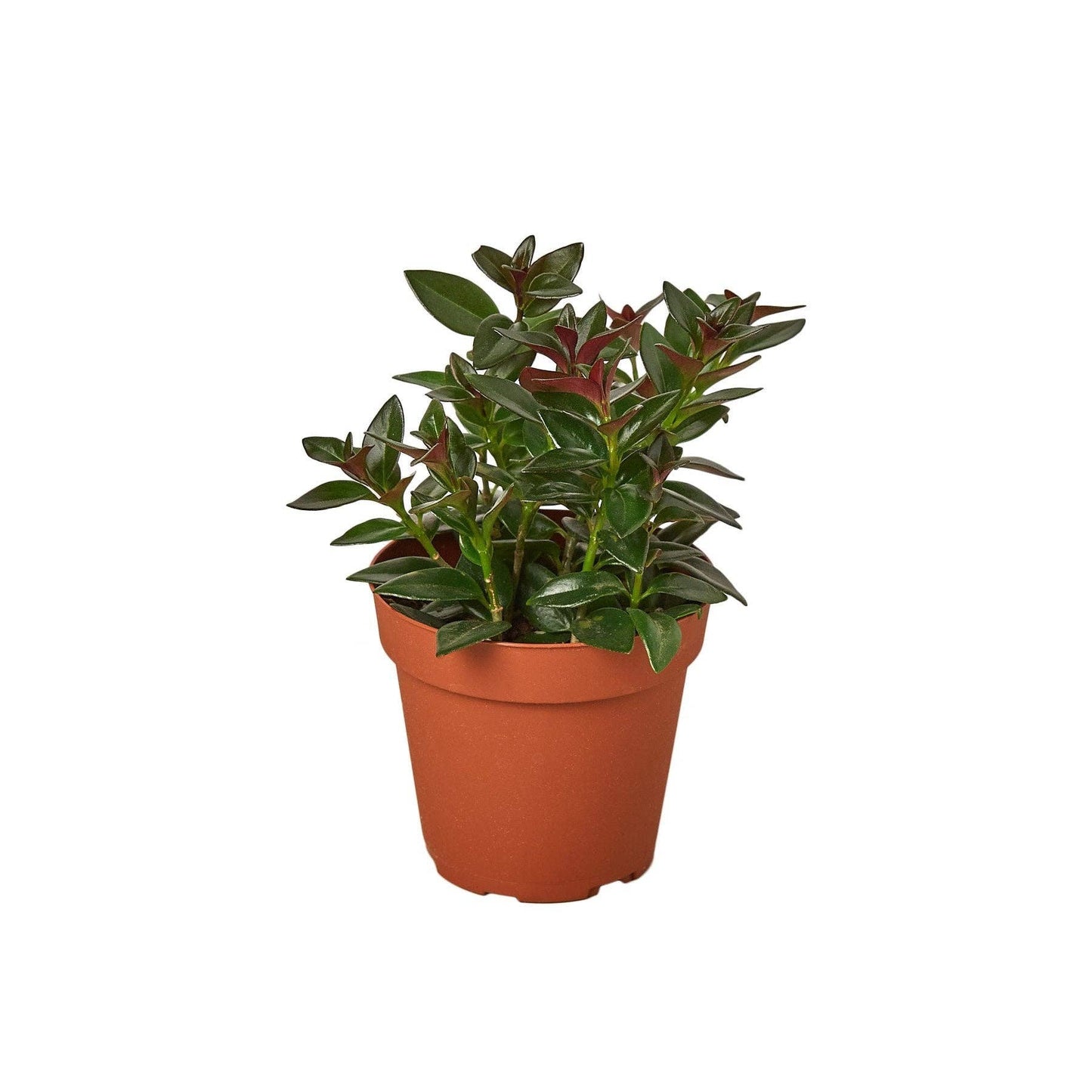 Nematanthus Black Goldfish Plant: 6" Pot