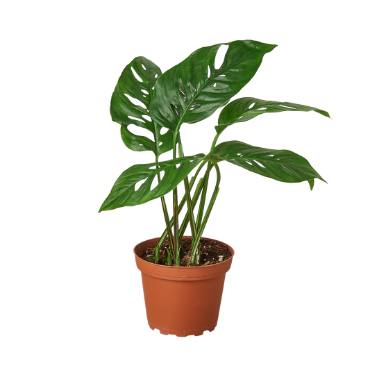 Monstera Adansonii 'Swiss Cheese': 6" Pot