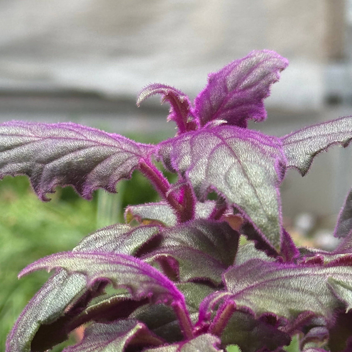 Gynura 'Purple Passion': 4" Pot