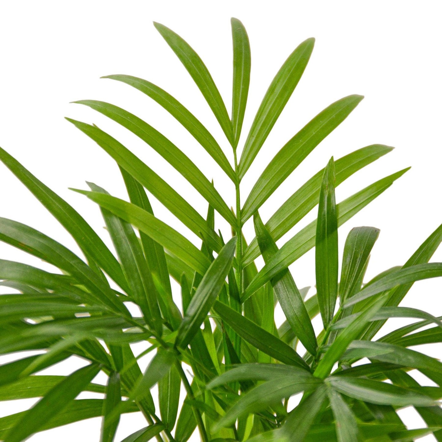 Parlor Palm: Nursery Pot / 6" Pot