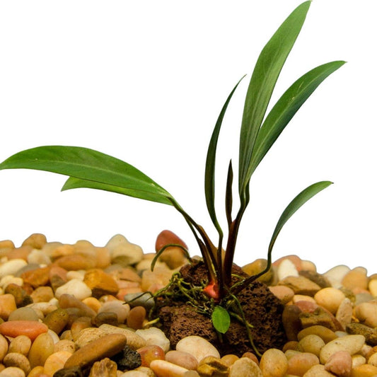 Anubias Attached to Lava Rock: Large