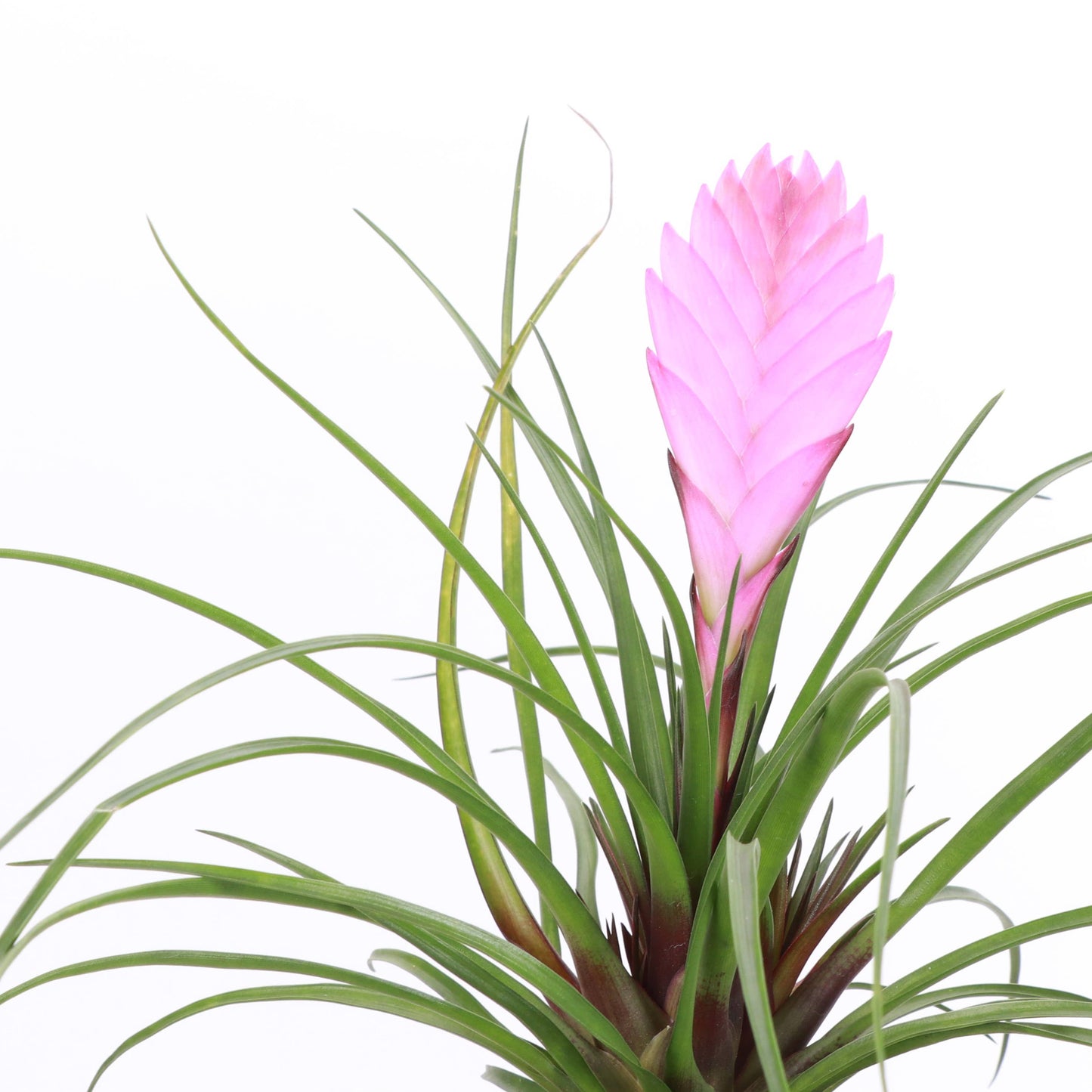 Pink Quill Bromeliad Live Plant
