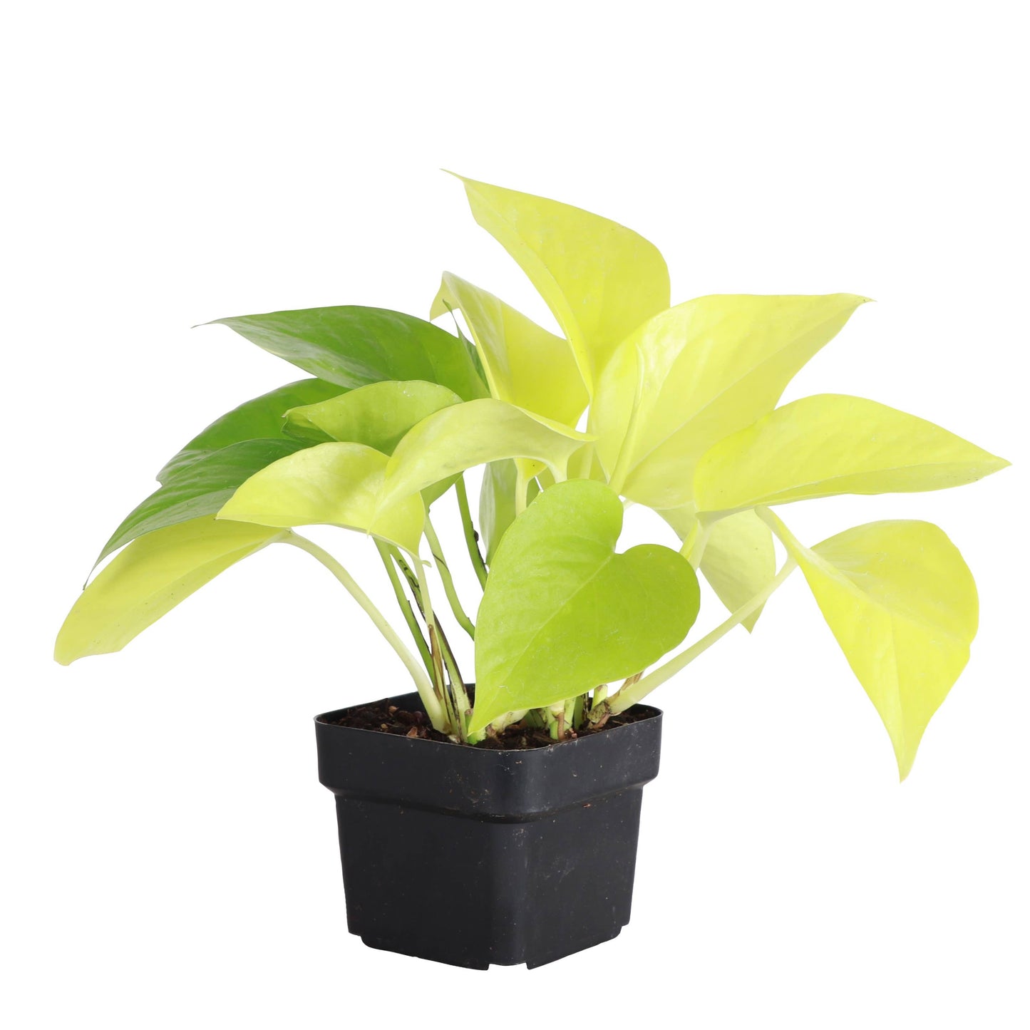 Neon Pothos Live Plant 1 gallon Pot