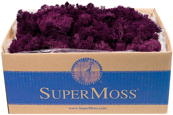 Reindeer Moss Preserved 3lb Bulk Box: Apple