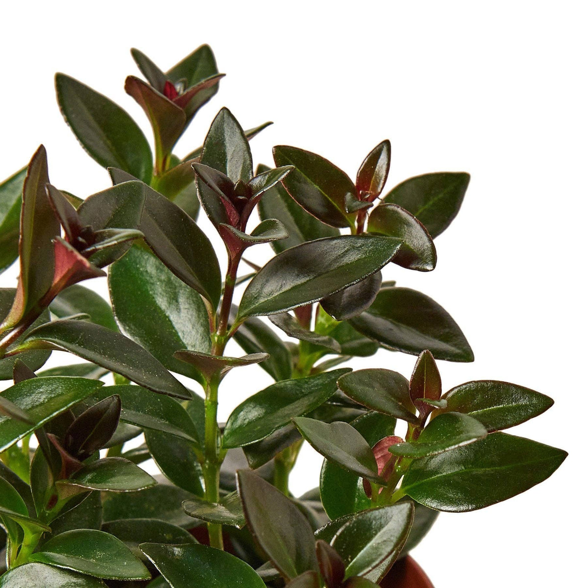 Nematanthus Black Goldfish Plant: 6" Pot