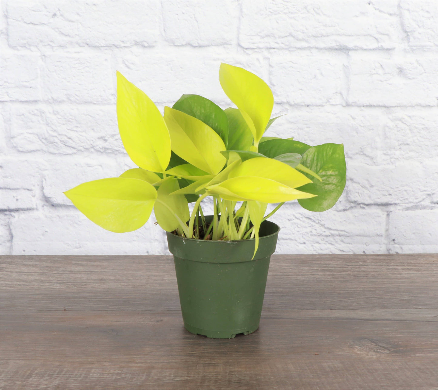 Neon Pothos Live Plant 1 gallon Pot