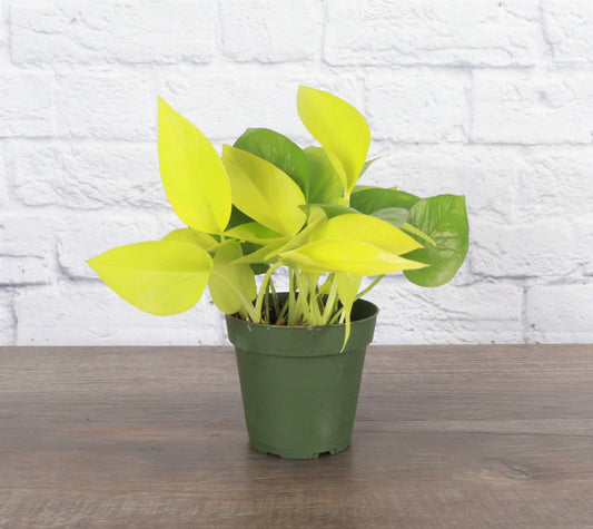 Neon Pothos Live Plant 1 gallon Pot