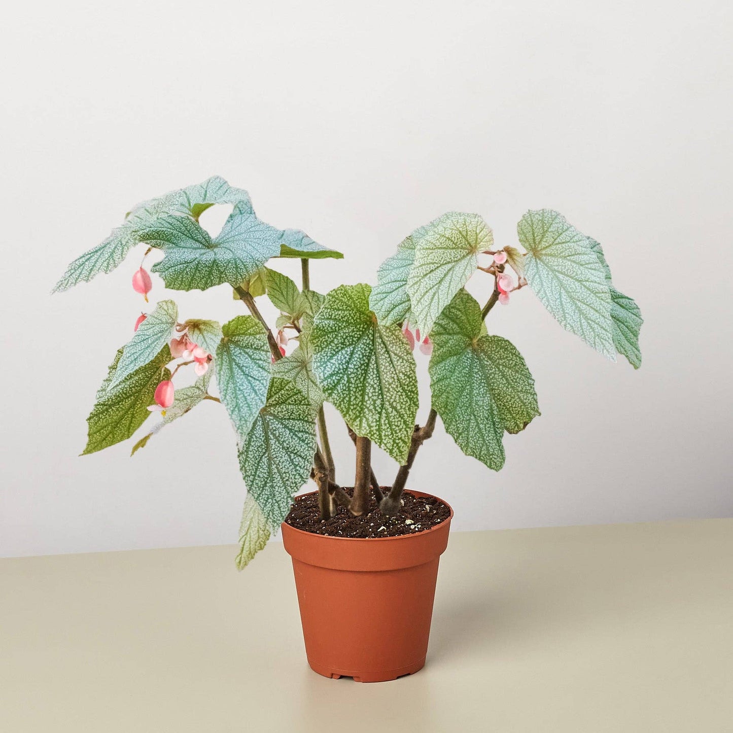 Begonia 'Frosty': 4" Pot