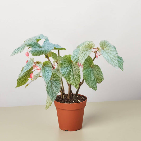 Begonia 'Frosty': 4" Pot