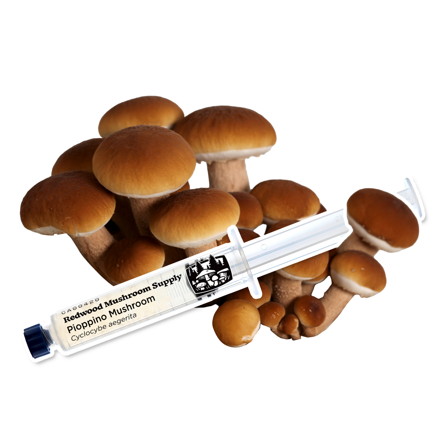 Redwood Mushroom Supply Liquid Culture- Pioppino