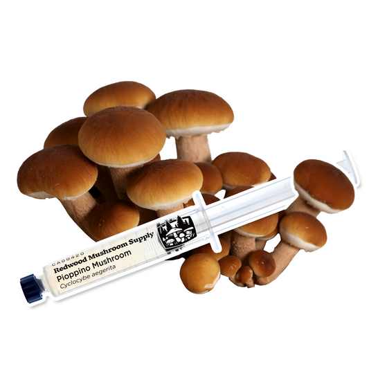 Redwood Mushroom Supply Liquid Culture- Pioppino