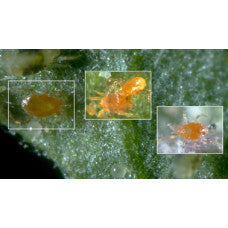 Nature's Control 1000 Spider Mite Predatory Mix