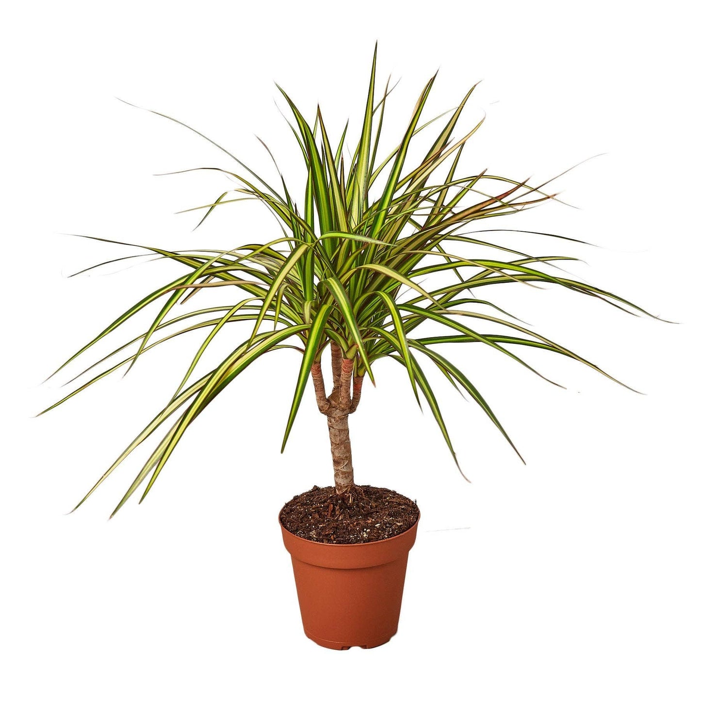 Dracaena Marginata 'Sunshine': 4" Pot