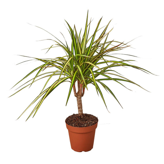 Dracaena Marginata 'Sunshine': 5.5" Pot