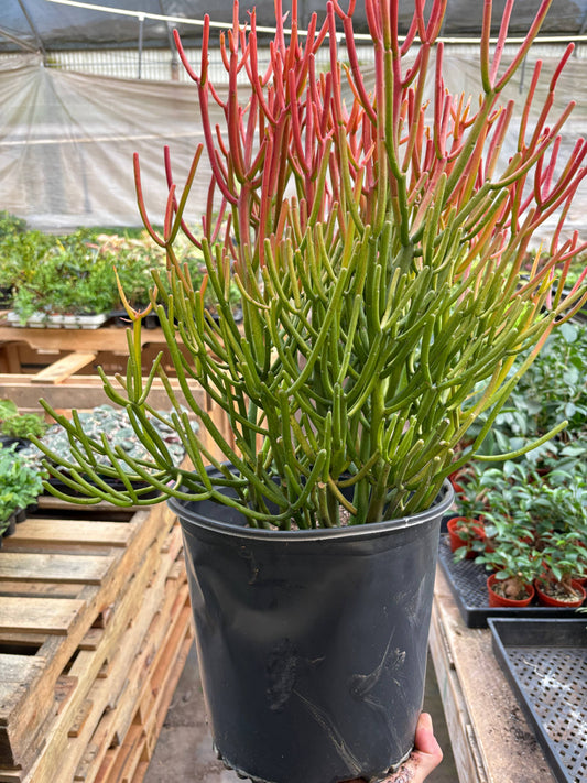 Euphorbia 'Fire Sticks': 10" Pot