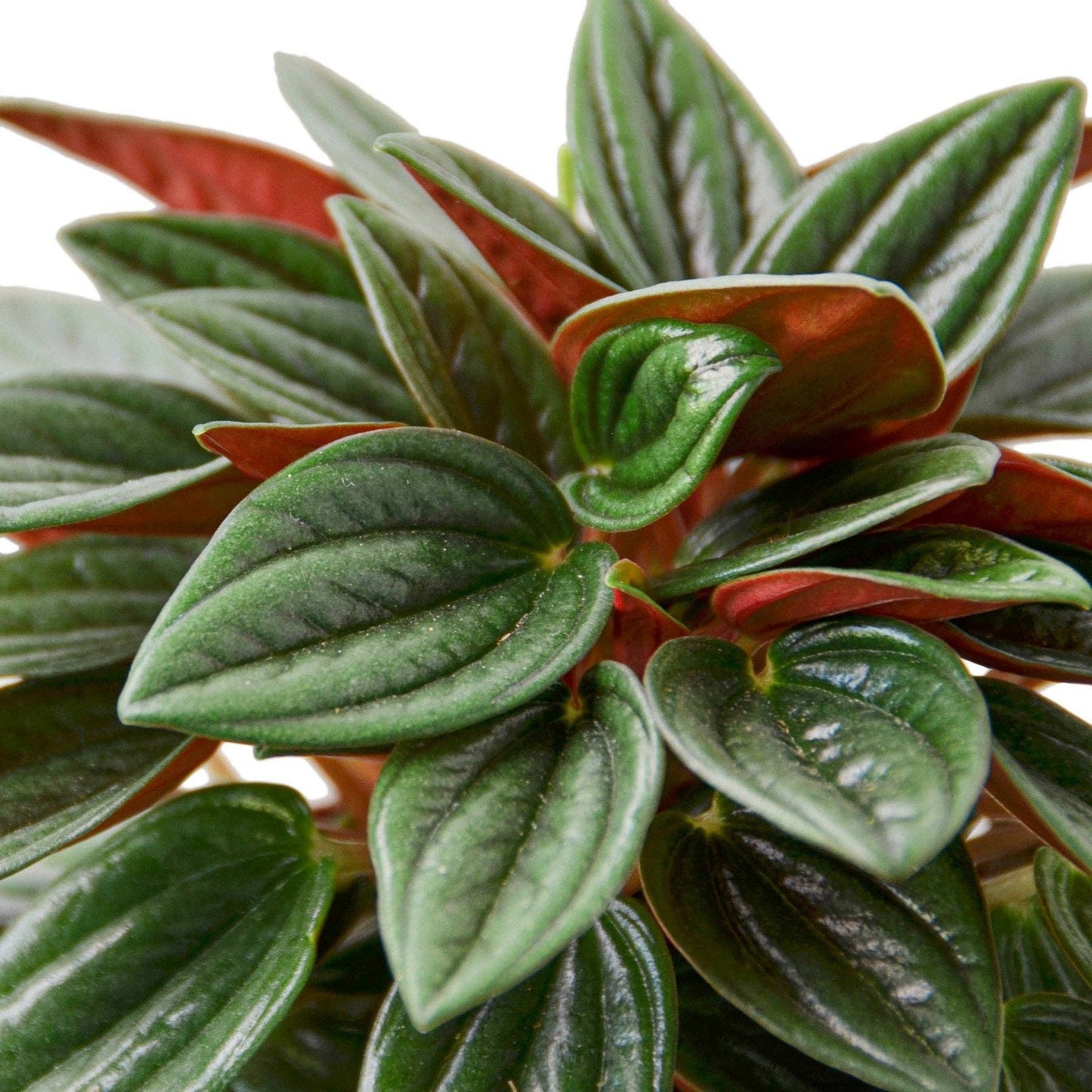 Peperomia Rosso Live Plant - Peperomia caperata 'Rosso': 4" Pot
