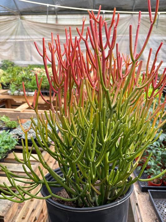 Euphorbia 'Fire Sticks': 10" Pot