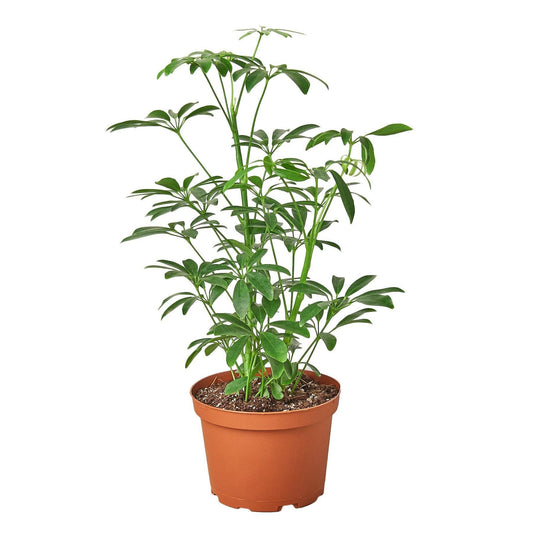 Schefflera Arboricola 'Umbrella': 6" Pot