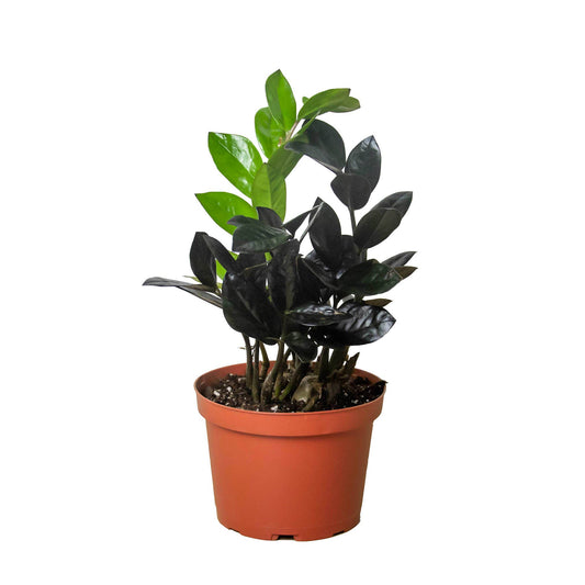ZZ Zamioculcas 'Black Queen/Black Raven' - 6" Pot