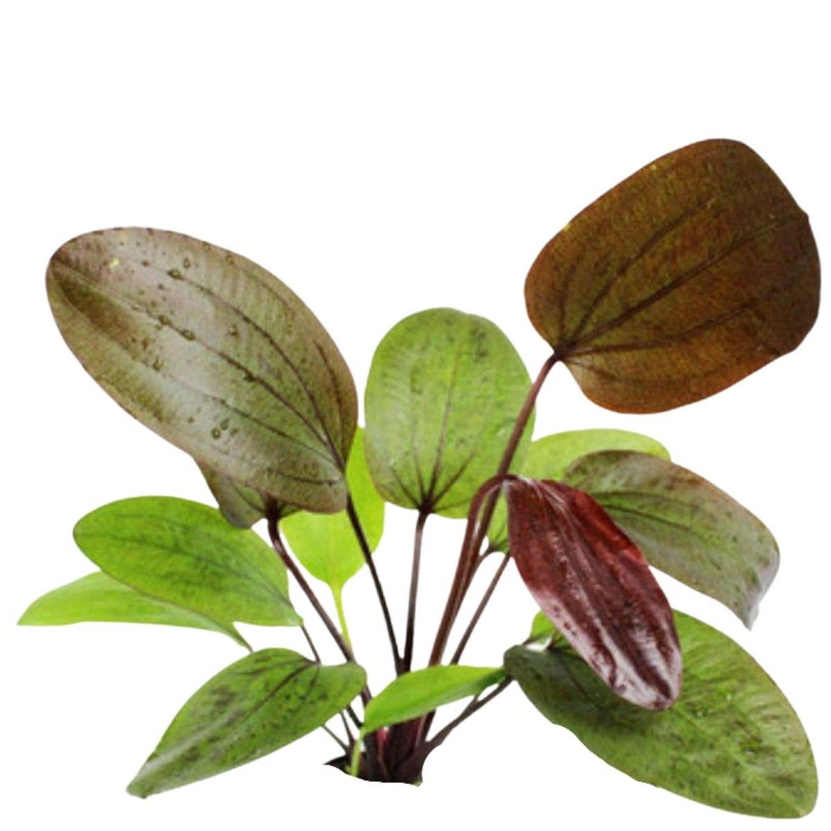 Ozelot Red Sword Plant Potted