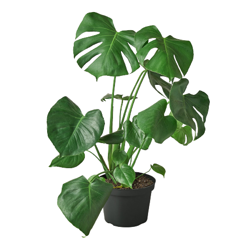 Philodendron Monstera Split-Leaf: Nursery Pot / 6" Pot