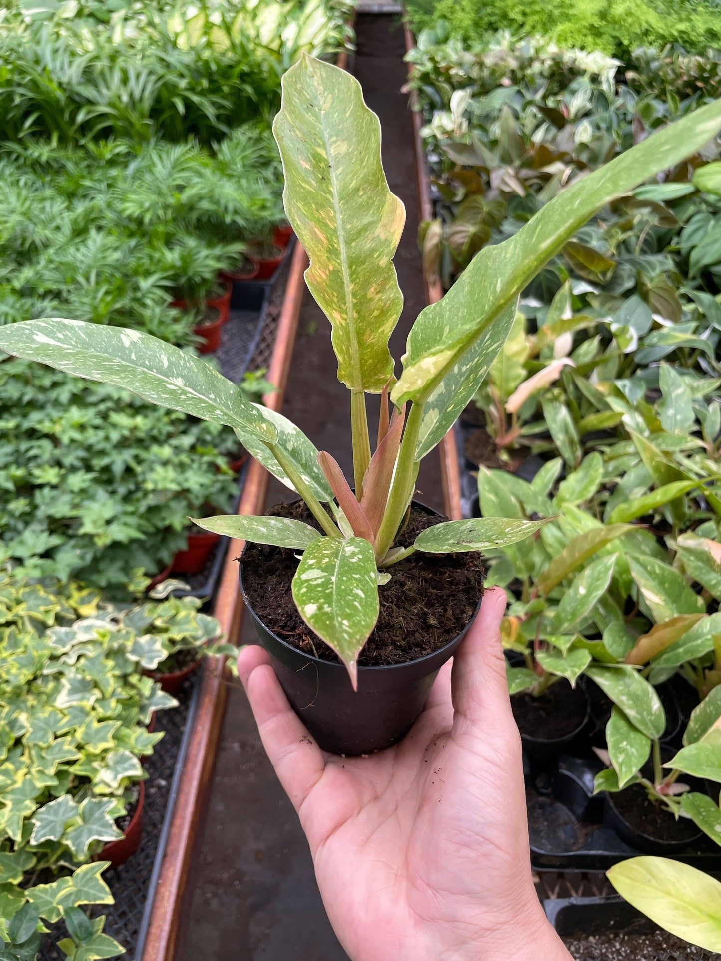 Philodendron 'Variegated Ring of Fire ' - 4" Pot