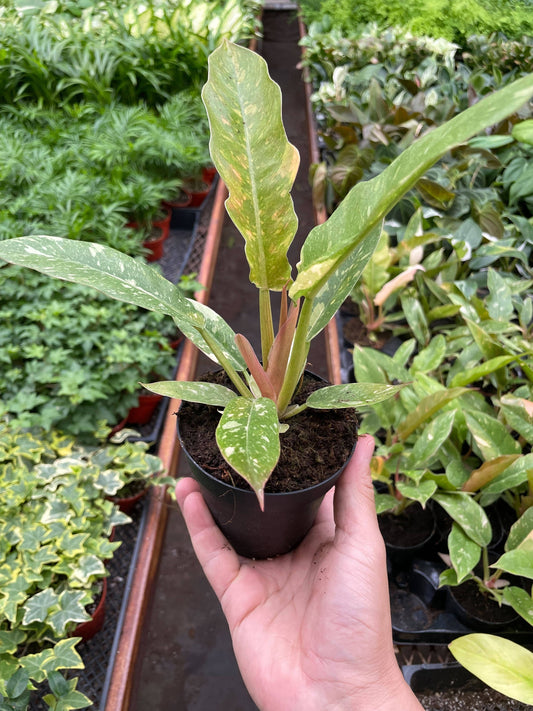 Philodendron 'Variegated Ring of Fire ' - 5.5" Pot