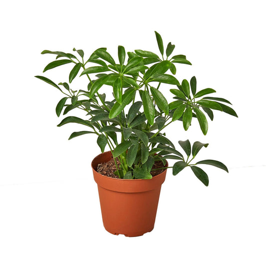Schefflera Arboricola 'Umbrella': 6" Pot