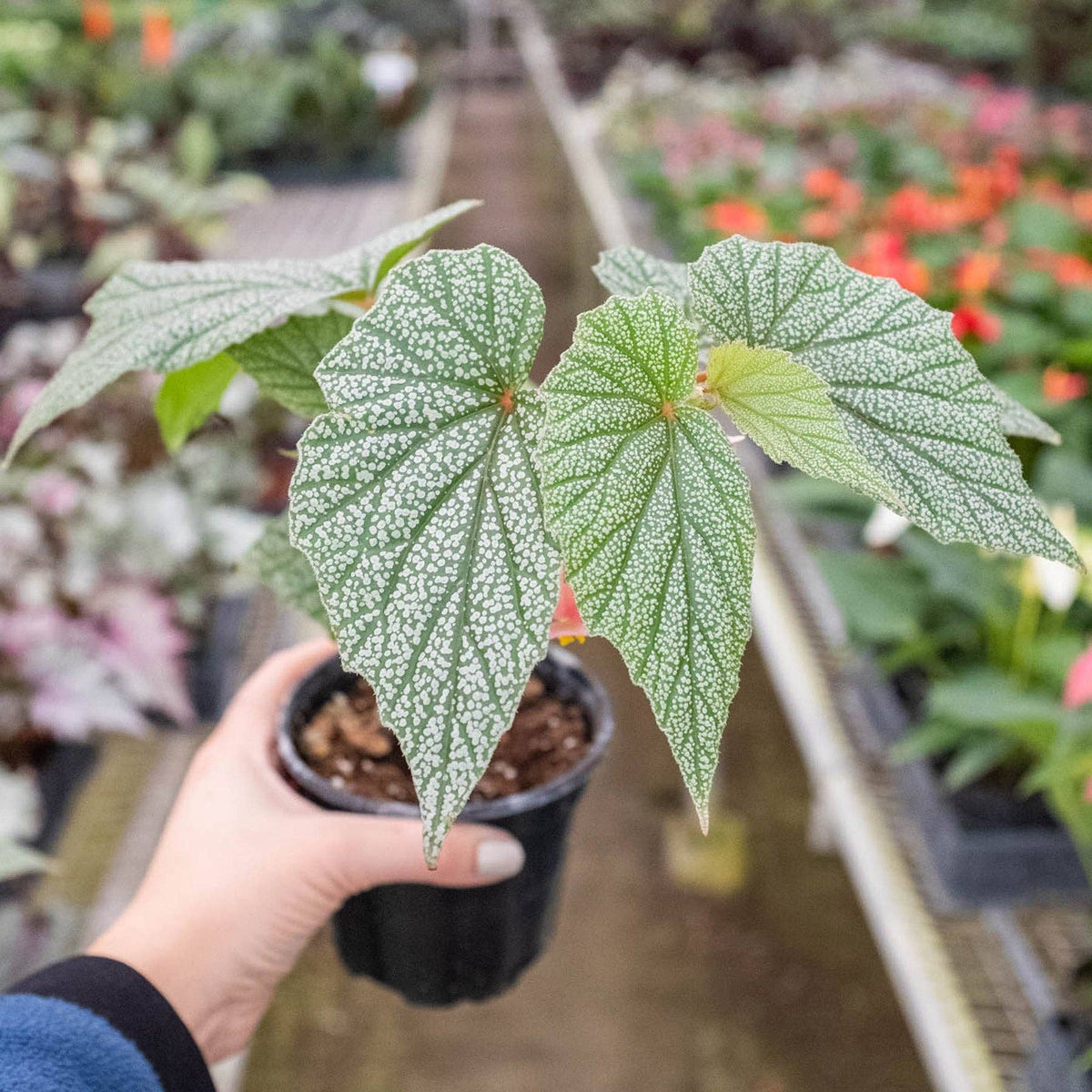 Begonia 'Frosty': 4" Pot