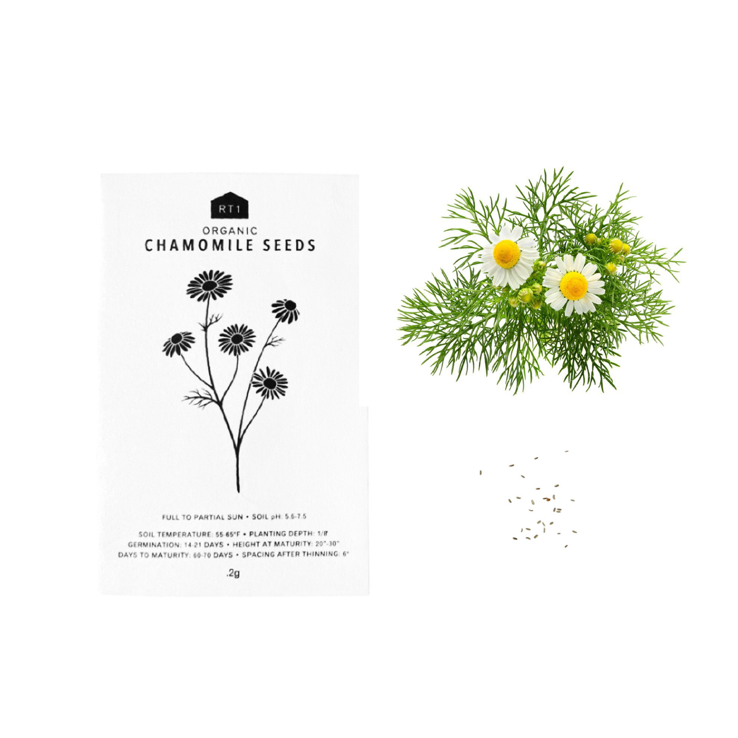 TEA HERB SEEDS - PACK OF 5