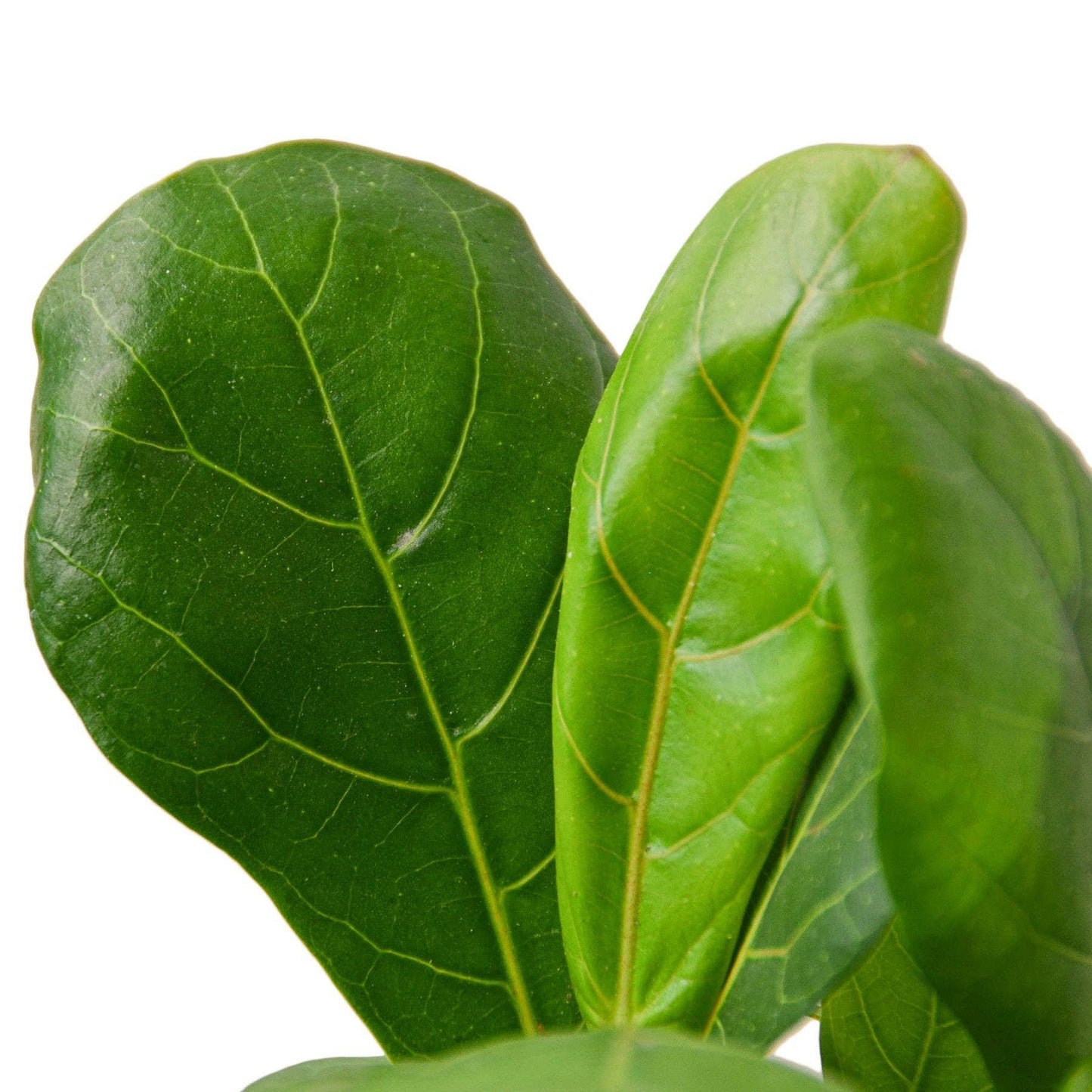 Ficus Lyrata 'Fiddle Leaf Fig': 6" Pot