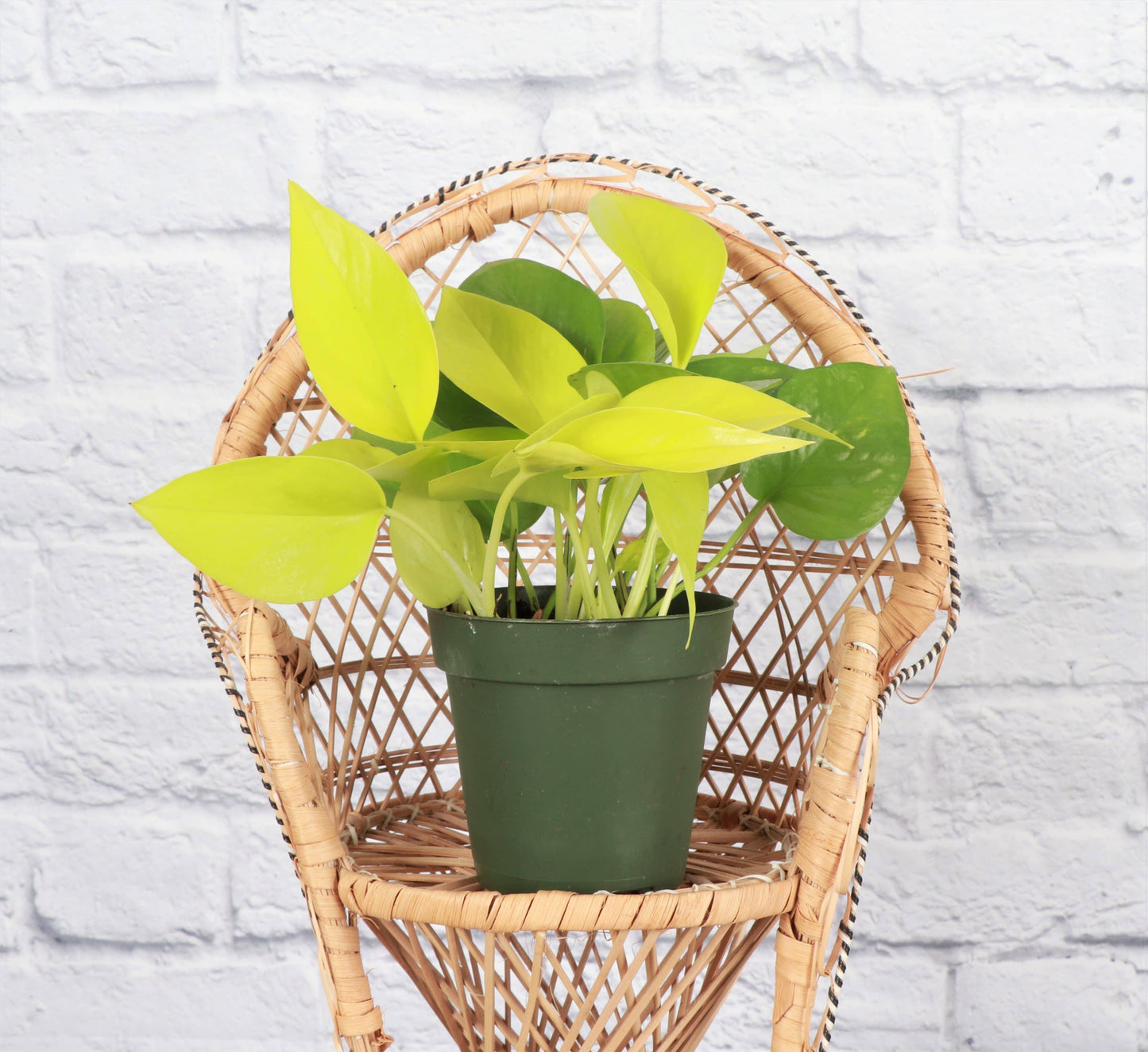 Neon Pothos Live Plant 1 gallon Pot