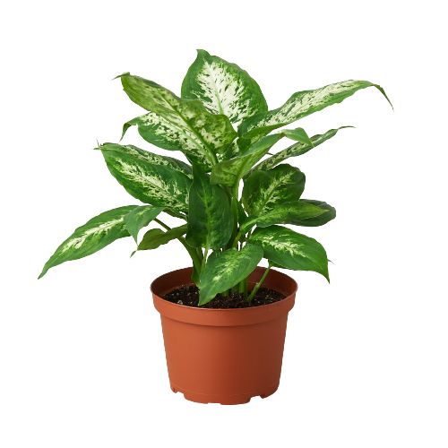 Dieffenbachia 'Tropic Snow': Nursery Pot / 6" Pot