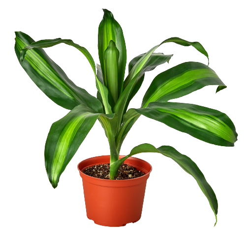 Dracaena Massangeana: 3 gallon Pot
