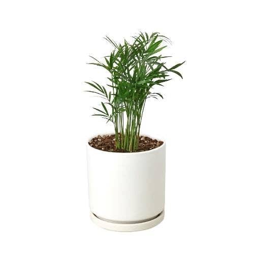 Parlor Palm: Nursery Pot / 6" Pot