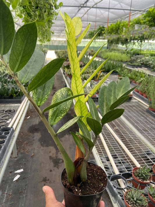 Zamioculcas 'Chameleon': 6' Pot