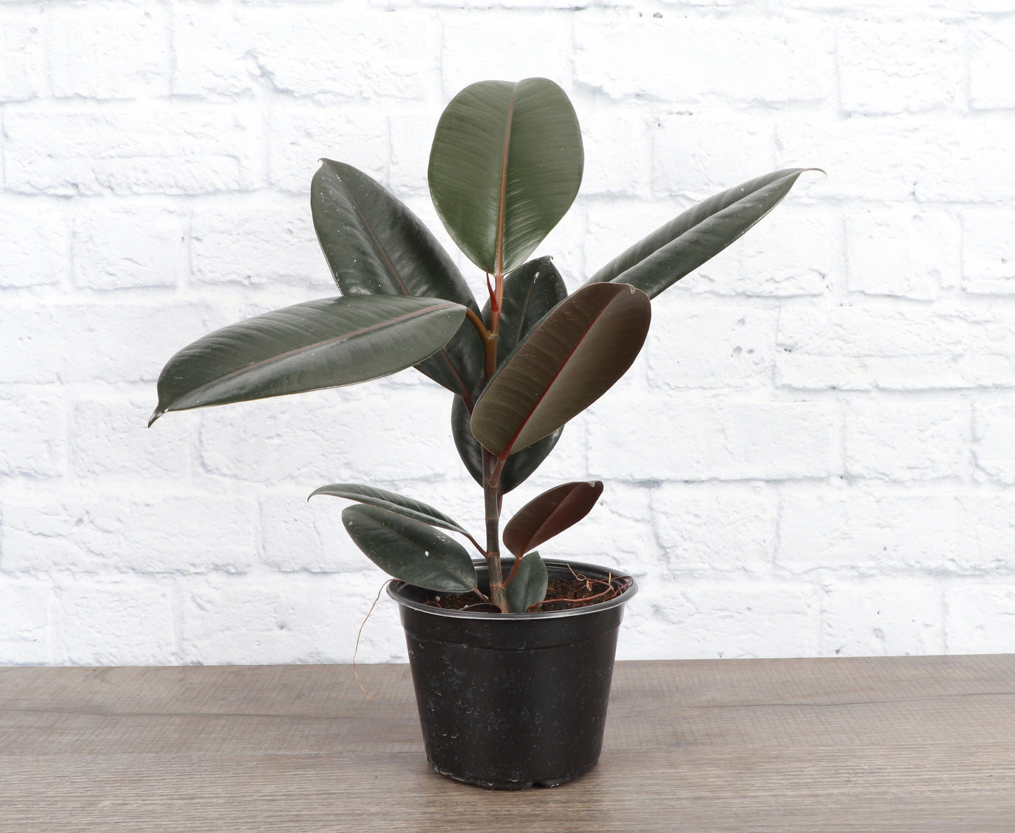 Burgundy Rubber Live Plant 2 gallon pot