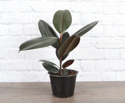 Burgundy Rubber Live Plant 2 gallon pot